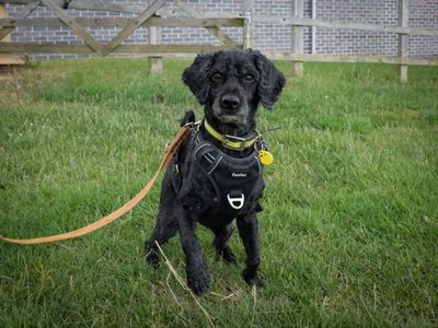 Olli | Spaniel (Cocker) Cross | Evesham (Worcestershire) - 5