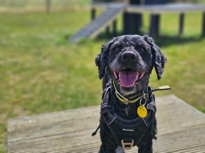 Olli | Spaniel (Cocker) Cross | Evesham (Worcestershire) - 3