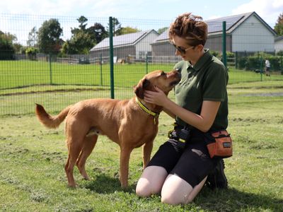 Adopt a Rhodesian Ridgeback Cross Rescue Dog | Roxy | Dogs Trust