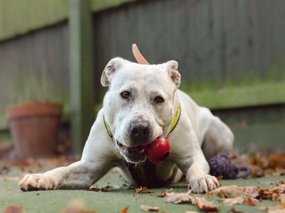 Dotty | American Bulldog Cross | Kenilworth (West Midlands) - 3