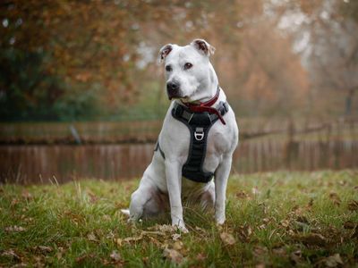 Dotty | American Bulldog Cross | Kenilworth (West Midlands) - 2