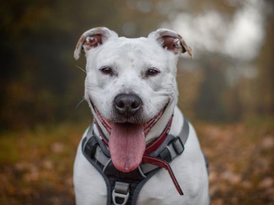 Dotty | American Bulldog Cross | Kenilworth (West Midlands) - 5