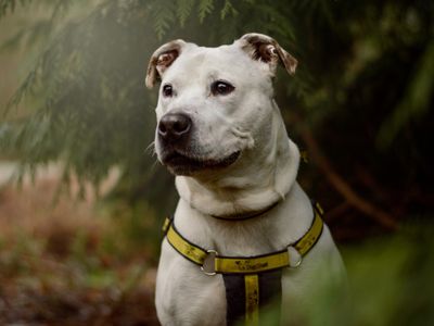 Dotty | American Bulldog Cross | Kenilworth (West Midlands) - 5