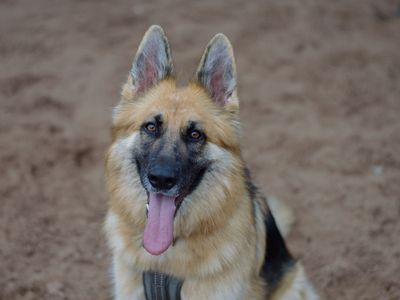 Luna | German Shepherd Dog | Kenilworth (West Midlands) - 5