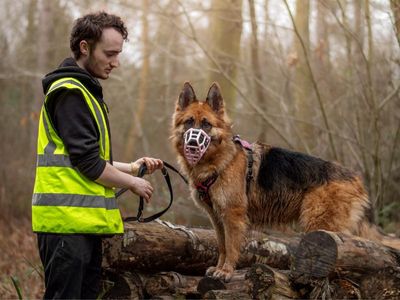 Luna | German Shepherd Dog | Kenilworth (West Midlands) - 2