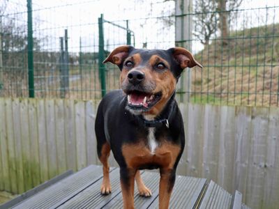 Jasmine | Terrier (Jack Russell) Cross | Snetterton (Norfolk) - 1