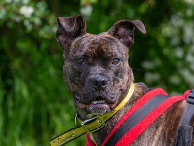 Crumble | Terrier (Staffordshire Bull) Cross | Basildon (Essex) - 5