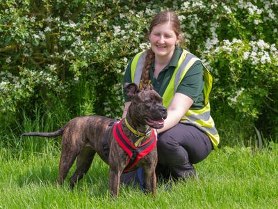 Crumble | Terrier (Staffordshire Bull) Cross | Basildon (Essex) - 4