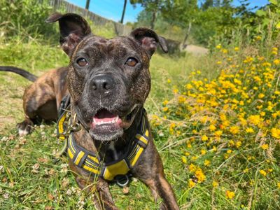 Crumble | Terrier (Staffordshire Bull) Cross | Basildon (Essex) - 3