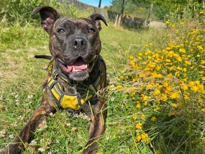 Crumble | Terrier (Staffordshire Bull) Cross | Basildon (Essex) - 2