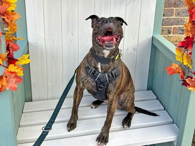 Crumble | Terrier (Staffordshire Bull) Cross | Basildon (Essex) - 4