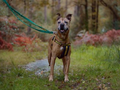 Narah | Terrier (Staffordshire Bull) Cross | Kenilworth (West Midlands) - 2