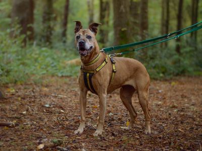 Narah | Terrier (Staffordshire Bull) Cross | Kenilworth (West Midlands) - 4