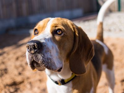 Ronnie | Beagle | Cardiff - 3