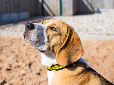 Ronnie | Beagle | Cardiff - 5