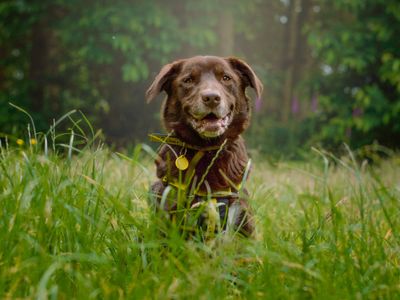 Dexter | Retriever (Labrador) Cross | Kenilworth (West Midlands) - 4