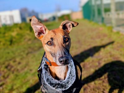 Pumpkin | Lurcher | Cardiff - 3