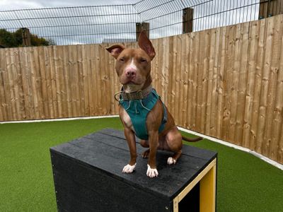 Asher | Terrier (Bull) Cross | Salisbury (Wiltshire) - 3