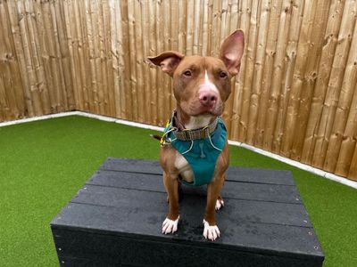 Asher | Terrier (Bull) Cross | Salisbury (Wiltshire) - 1