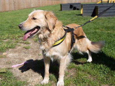 Honey | Retriever (Golden) Cross | Newbury (Berkshire) - 2