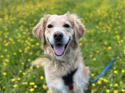 Honey | Retriever (Golden) Cross | Newbury (Berkshire) - 3