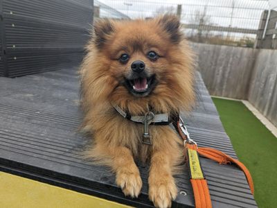 Riley | Pomeranian | Cardiff - 3