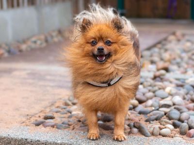 Riley | Pomeranian | Cardiff - 5