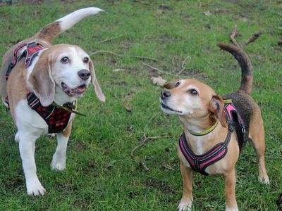 Juno | Beagle | Merseyside (Liverpool) - 3