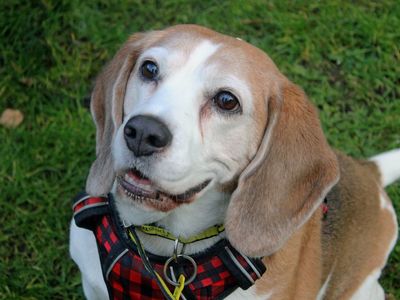 Juno | Beagle | Merseyside (Liverpool) - 2