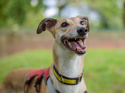 Jean | Greyhound | Kenilworth (West Midlands) - 2