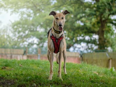 Jean | Greyhound | Kenilworth (West Midlands) - 4