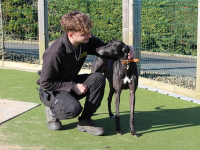 Lyra | Greyhound | Evesham (Worcestershire) - 3