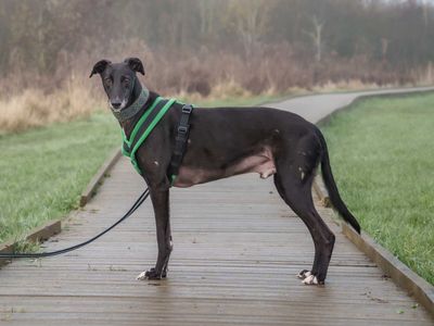 Dancer | Lurcher | Loughborough - 4