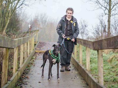 Dancer | Lurcher | Loughborough - 2