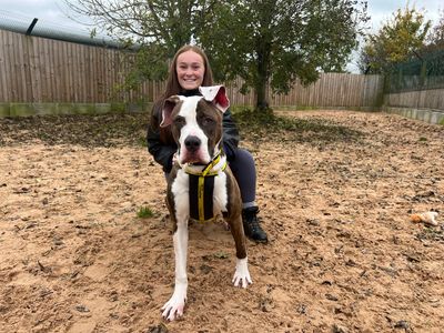 Ivy | American Bulldog | Loughborough - 2