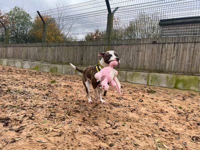 Ivy | American Bulldog | Loughborough - 3