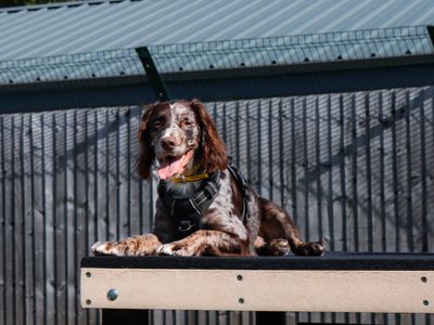 Monty | Spaniel (Cocker) Cross | Evesham (Worcestershire) - 3