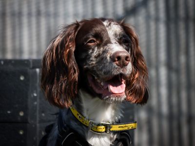 Monty | Spaniel (Cocker) Cross | Evesham (Worcestershire) - 5