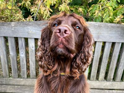 Cocker spaniel rescue north clearance west