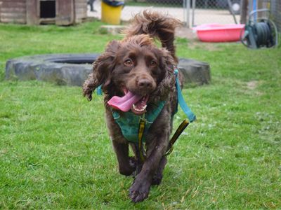 Cody | Spaniel (Cocker) Cross | Harefield West London - 5