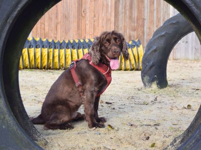 Cody | Spaniel (Cocker) Cross | Harefield West London - 3