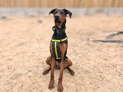 Hank | Dobermann Cross | Canterbury - 4