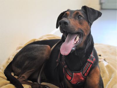 Hank | Dobermann Cross | Canterbury - 2