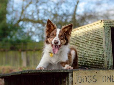 Adopt a Collie (Border) Rescue Dog | Louie | Dogs Trust