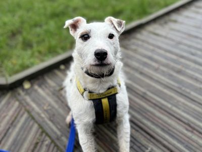 Carter | Terrier (Jack Russell) Cross | Evesham (Worcestershire) - 4