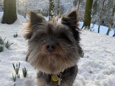 Yorkie and border collie sales mix