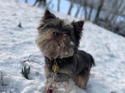 Nero | Terrier (Yorkshire) Cross | Merseyside (Liverpool) - 3