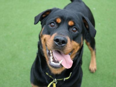 Local rottweiler hot sale rescue yorkshire