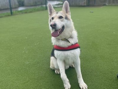 Buck | German Shepherd Dog | Shrewsbury (Shropshire) - 3