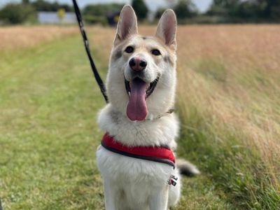 Buck | German Shepherd Dog | Shrewsbury (Shropshire) - 2